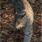 ++ Perfekt getarnt. ++ Luchs im Bayerischen Wald.