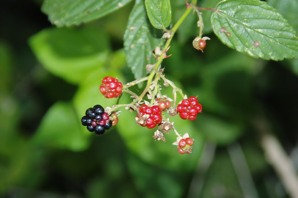 Perfekte Beeren