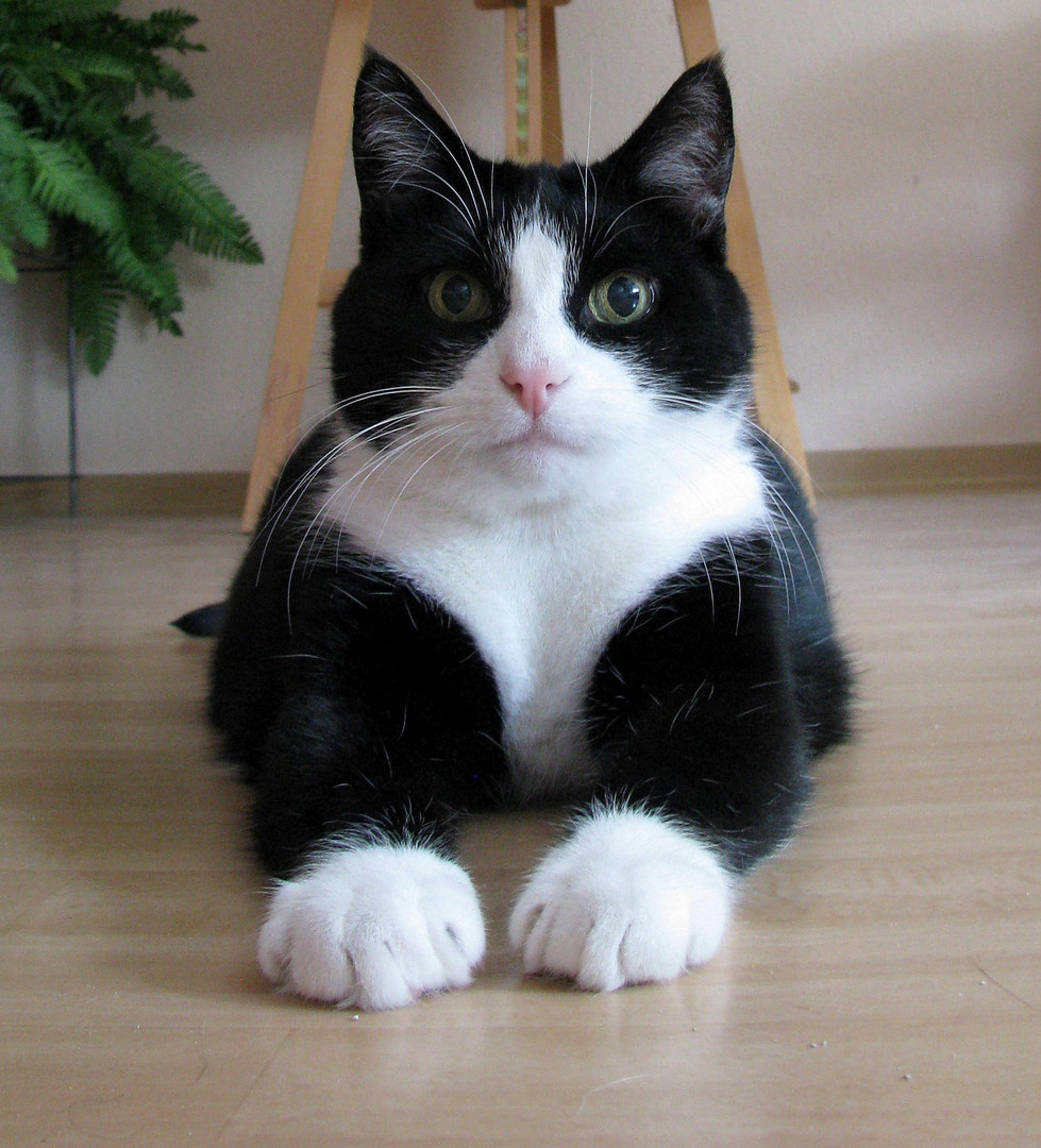 Perfekte Gefährten Foto &amp; Bild natur, kater, schwarzweiß Bilder auf