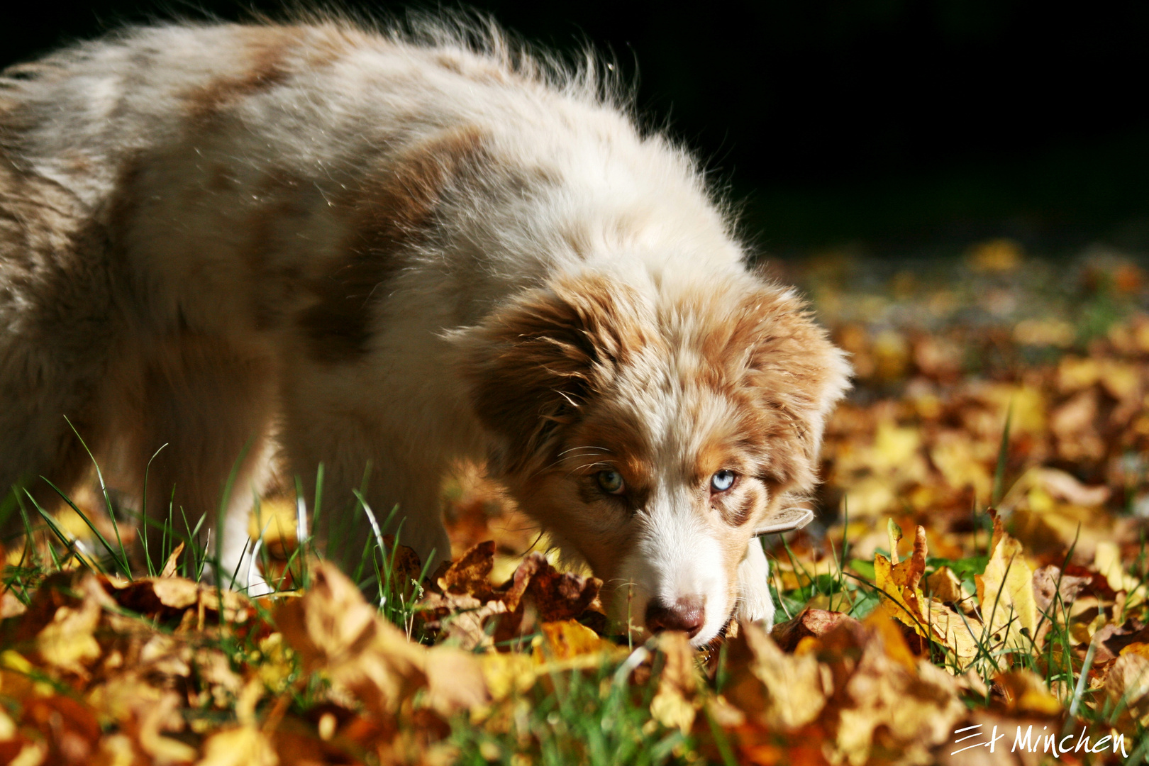 perfekte Herbstfarbe:-)