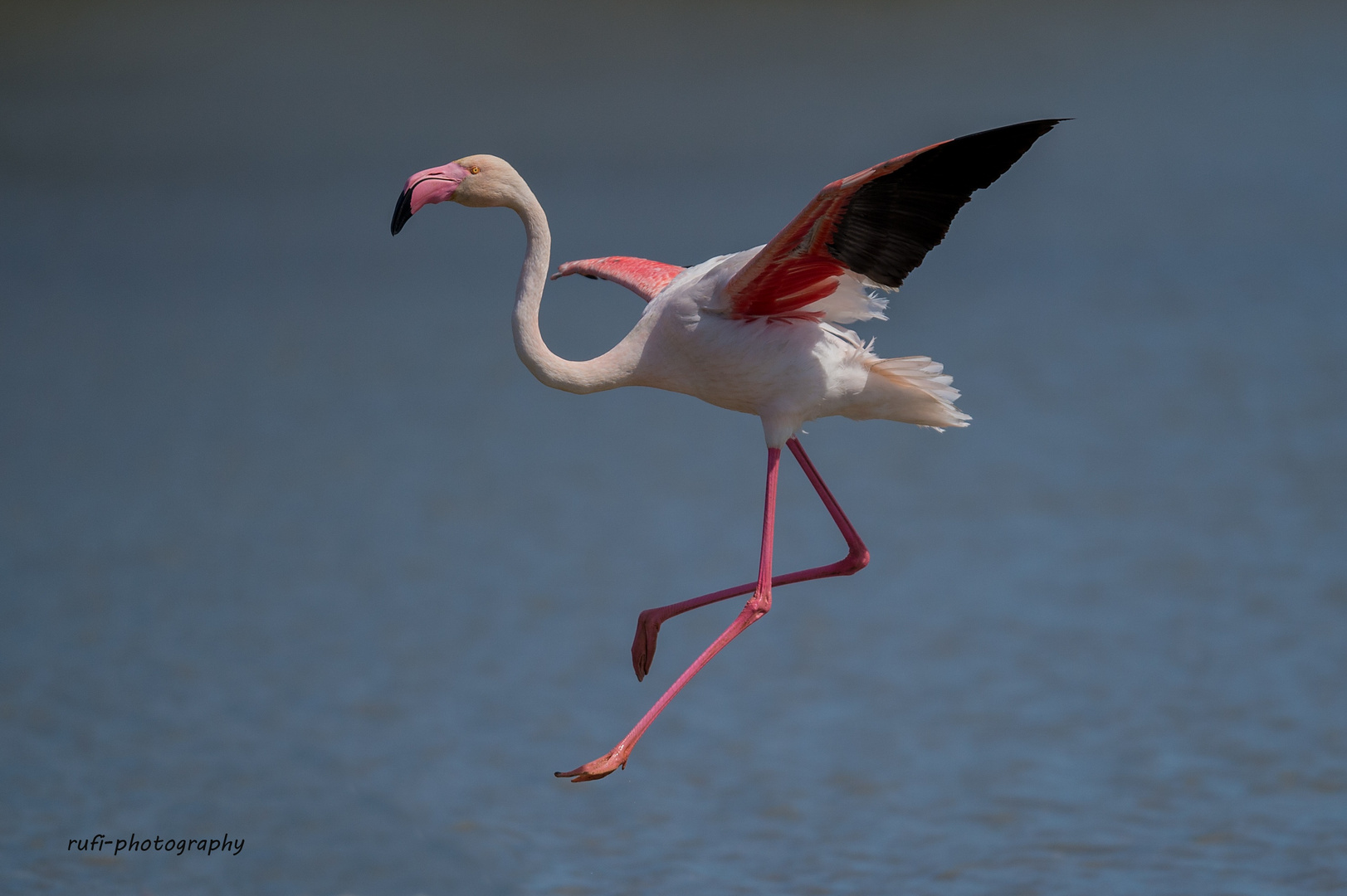 Perfekte Landung in der Camargue