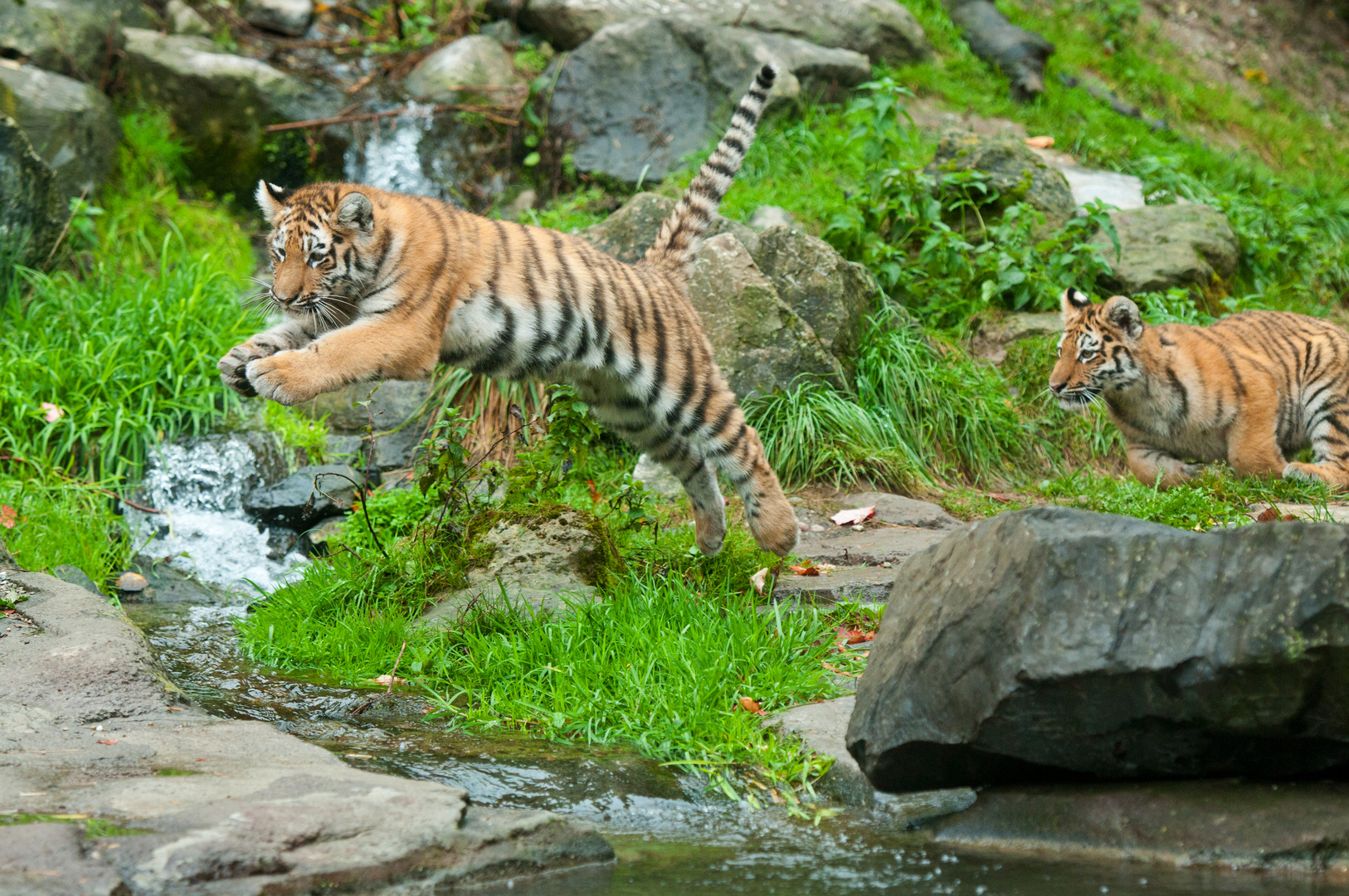 Perfekte Sprunghaltung! (Junge Tiger, Zoo Zürich)