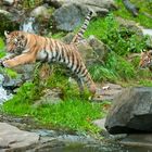 Perfekte Sprunghaltung! (Junge Tiger, Zoo Zürich)