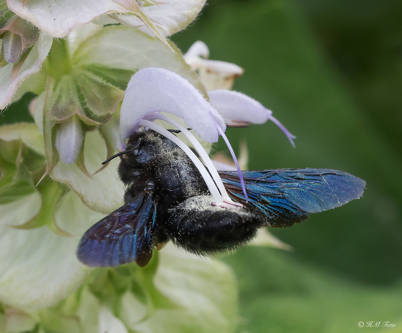 Perfekte Symbiose - Holzbiene erhält Nektar und die Blüte streift die Pollen ab