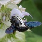 Perfekte Symbiose - Holzbiene erhält Nektar und die Blüte streift die Pollen ab
