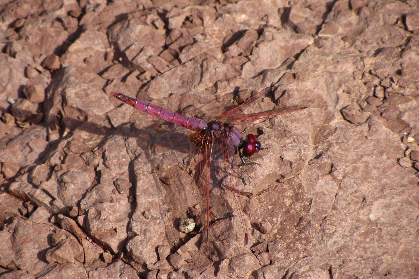 perfekte Tarnfarbe der Jägerin - Violetter Sonnenzeiger (Trithemis annulata) 