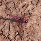 perfekte Tarnfarbe der Jägerin - Violetter Sonnenzeiger (Trithemis annulata) 