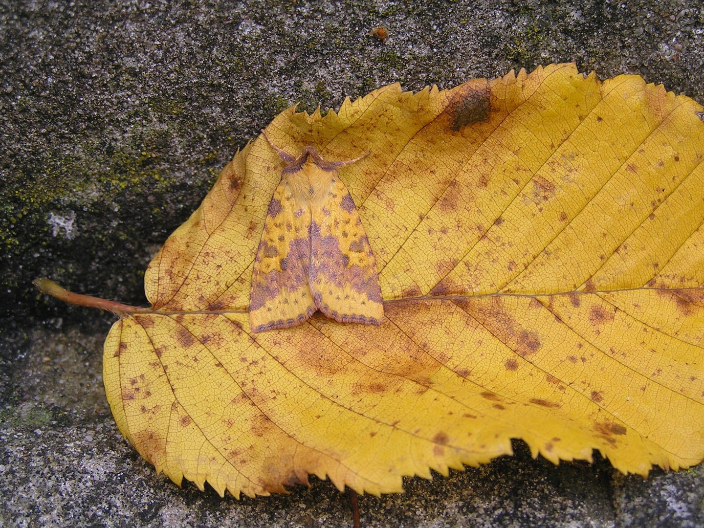 perfekte Tarnung