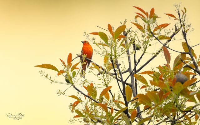 °°_Perfekte Tarnung_°°