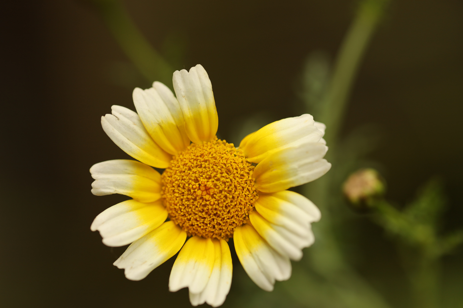 perfekte unperfekte Blüte