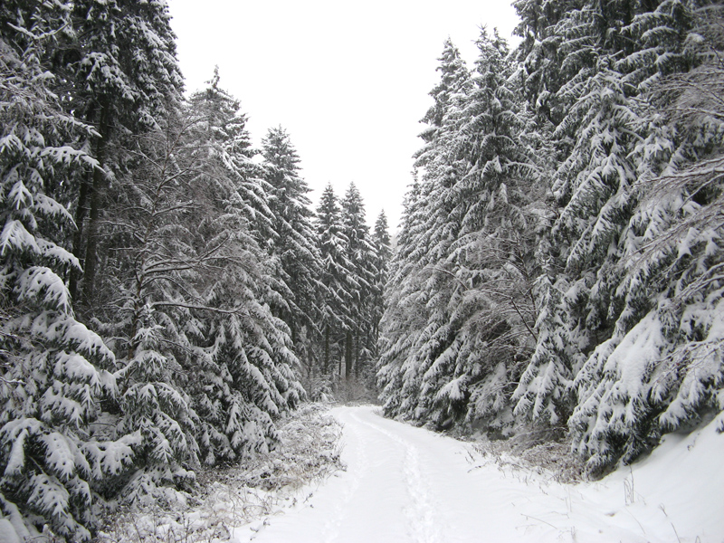 perfekte Weihnachtsbäume