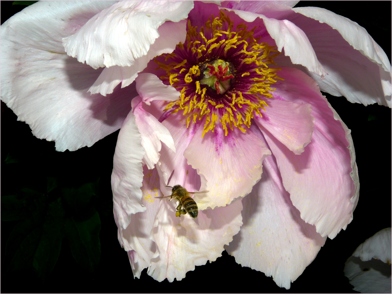 PERFEKTER ANFLUG MIT POLLEN BEINLAST