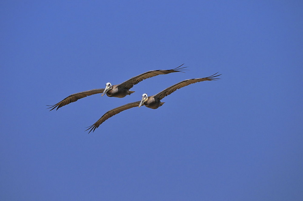 Perfekter Formationsflug