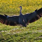 perfekter Landeanflug des Graureihers