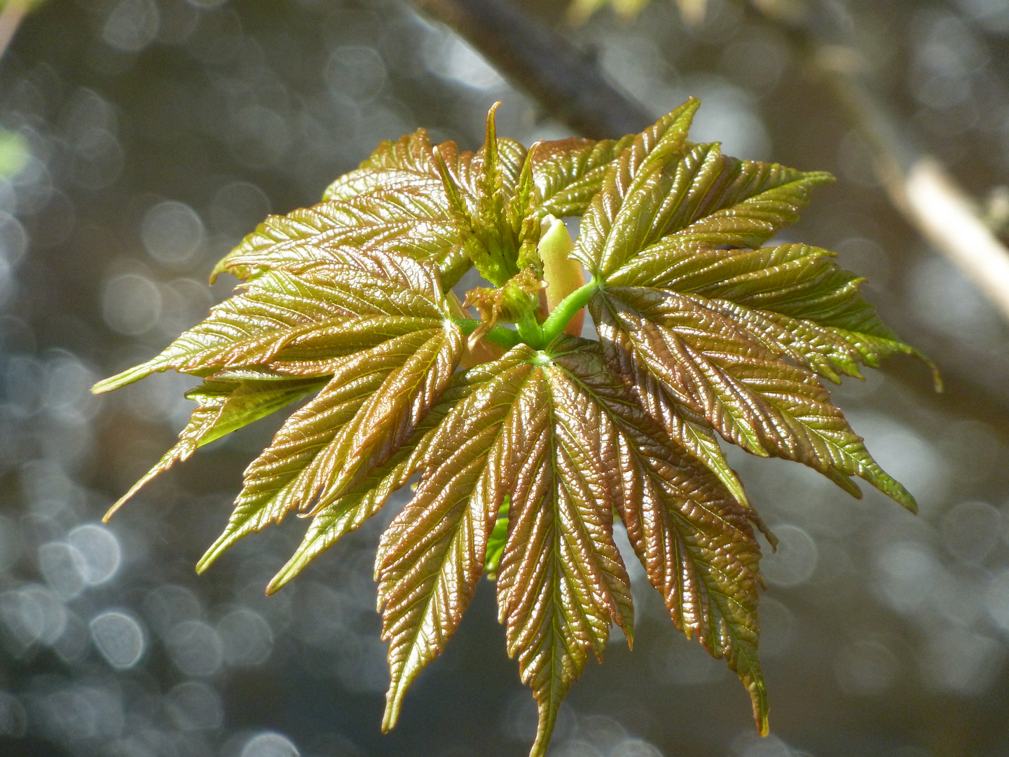 Perfektion der Natur