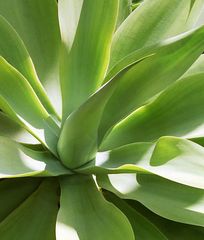 Perfektion der Natur: Agave