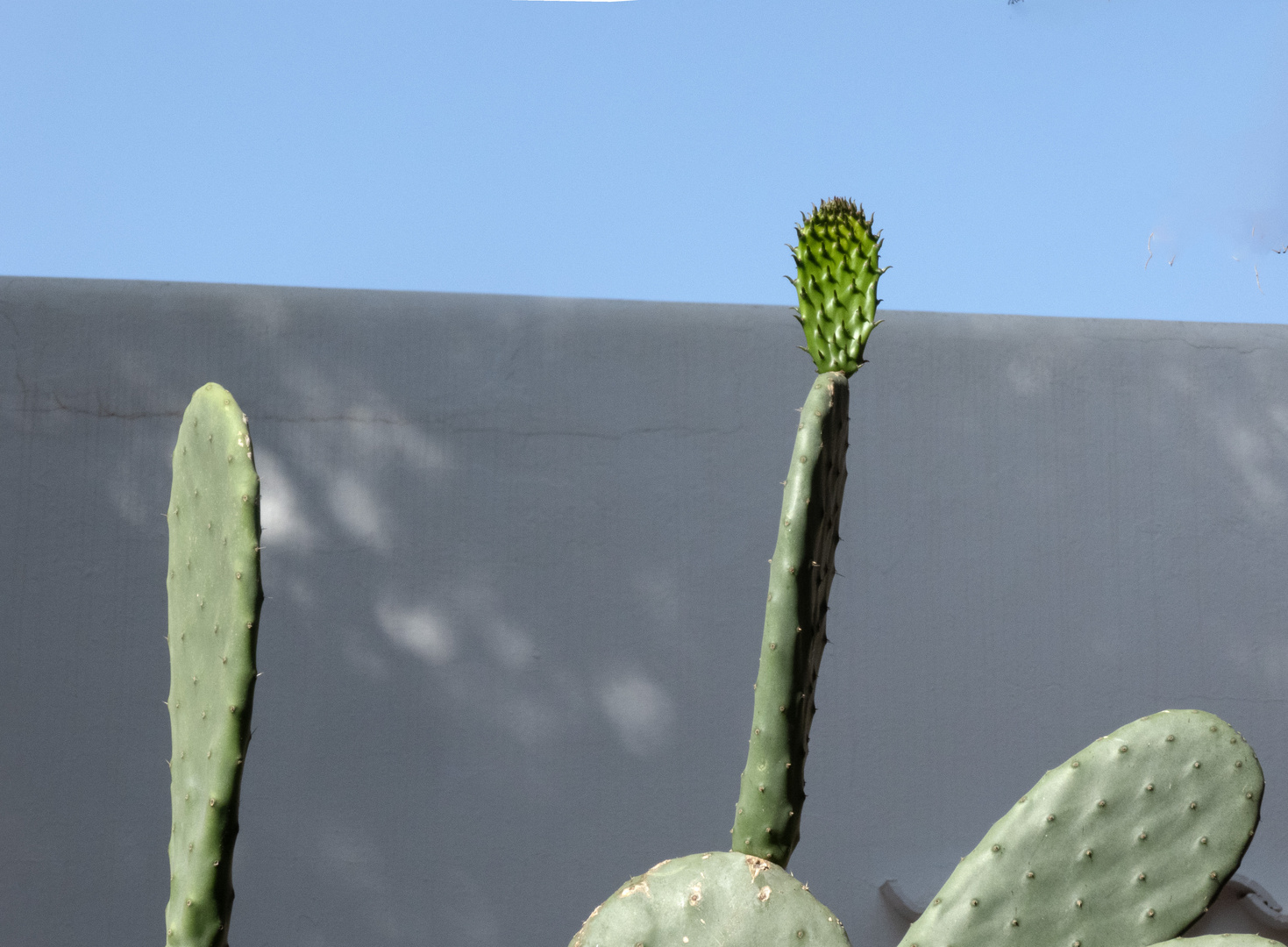 Perfi de cactus