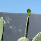 Perfi de cactus