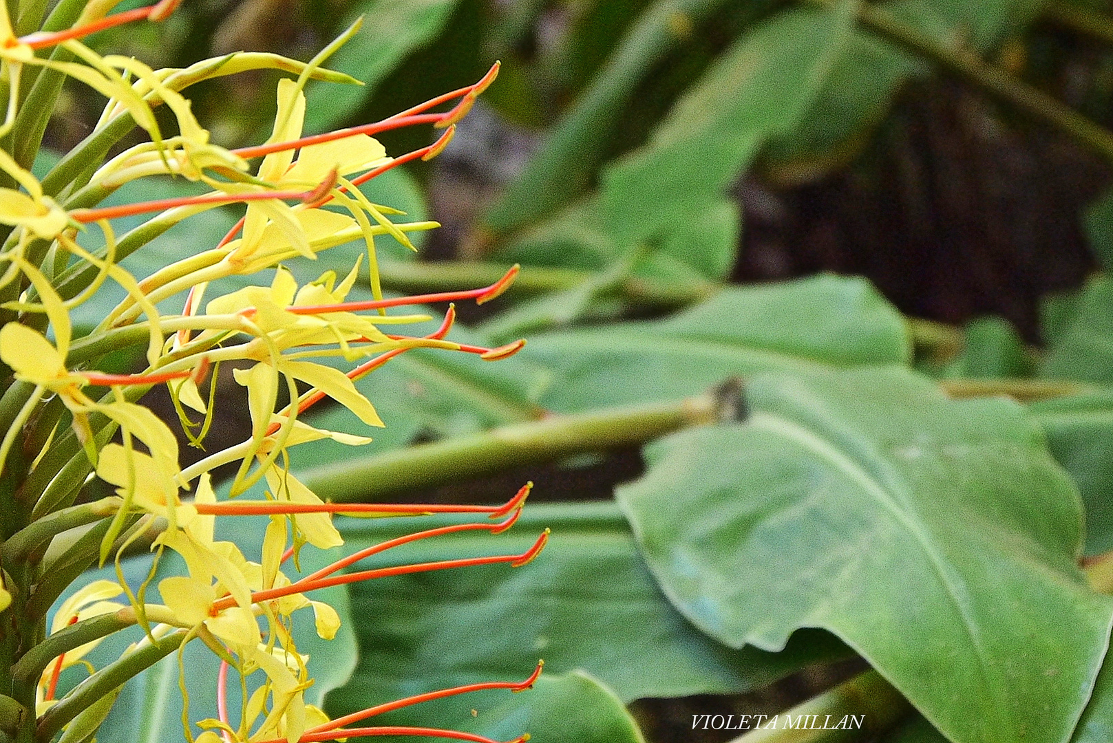 PERFIL Y HOJAS DE LA CAÑA DE LA INDIA