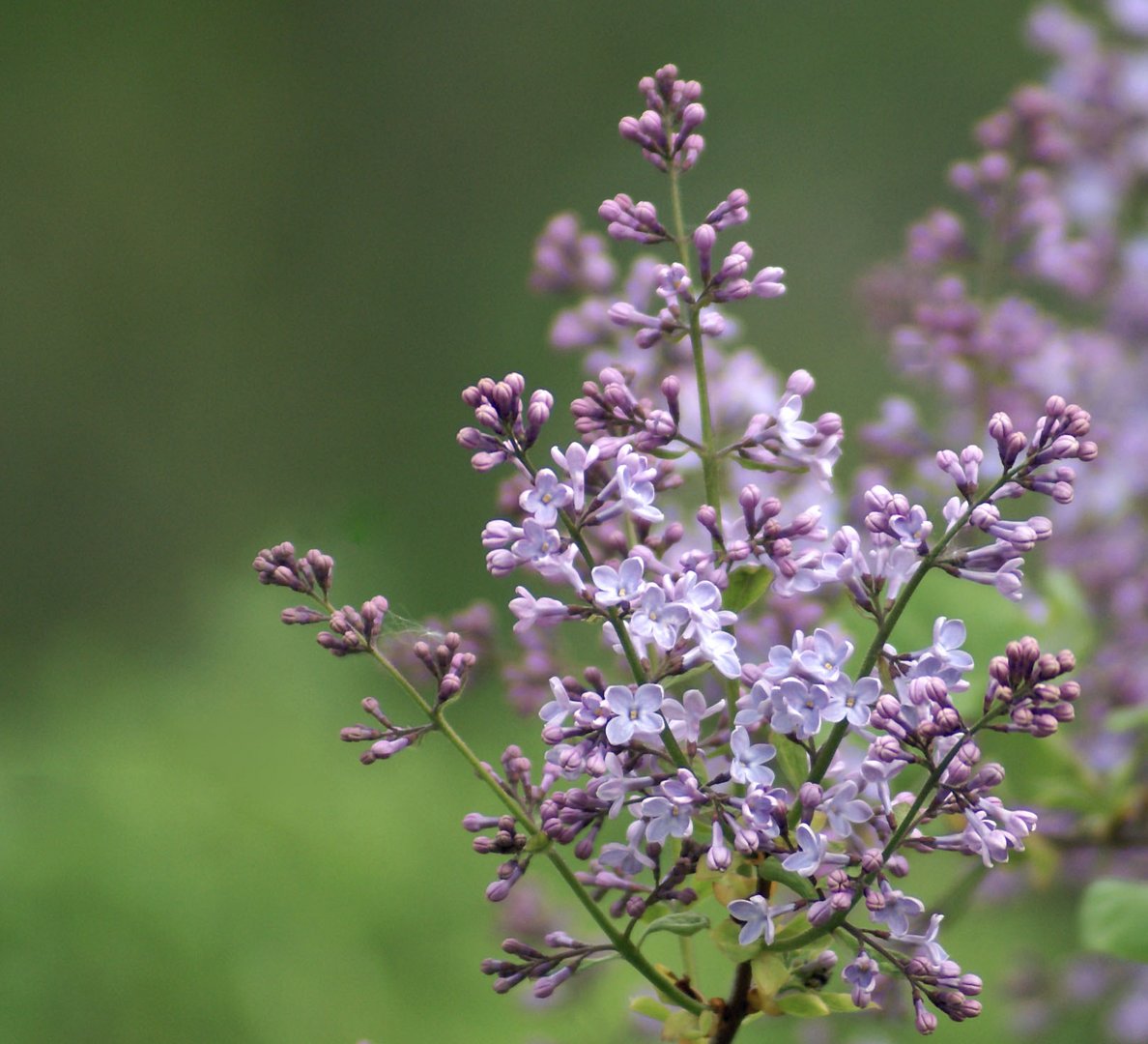 perfume de primavera