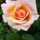 Perfumed Rosa `Just Joey`