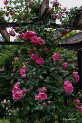 pergola de roses