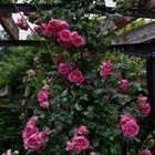 pergola de roses