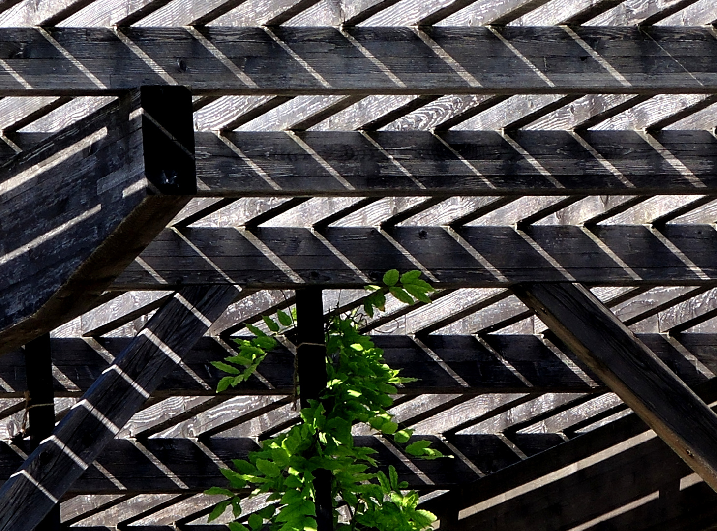 Pergola Foto & Bild | spezial, schattenspiele, kreativ- projekte Bilder