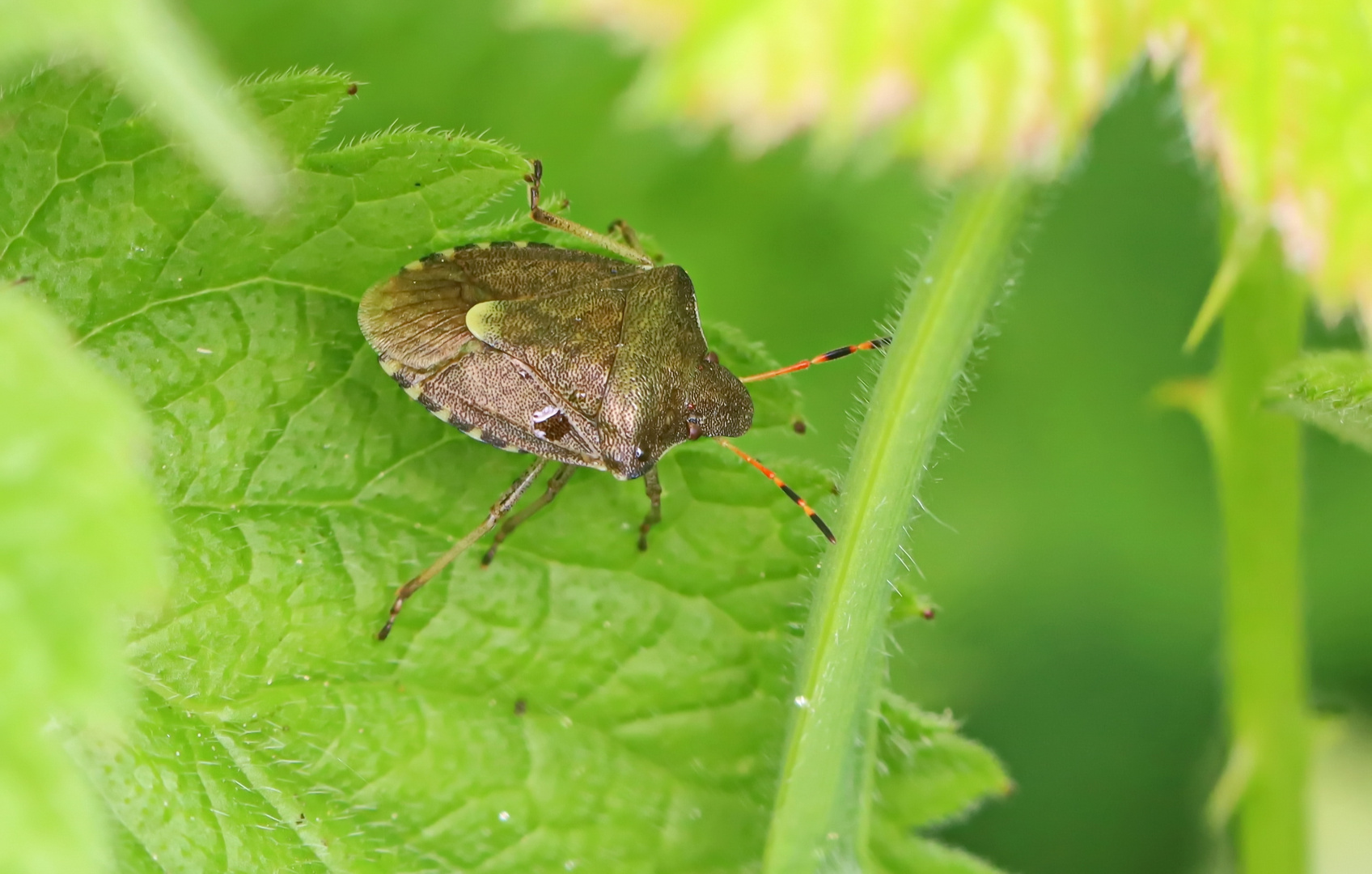 Peribalus strictus vernalis