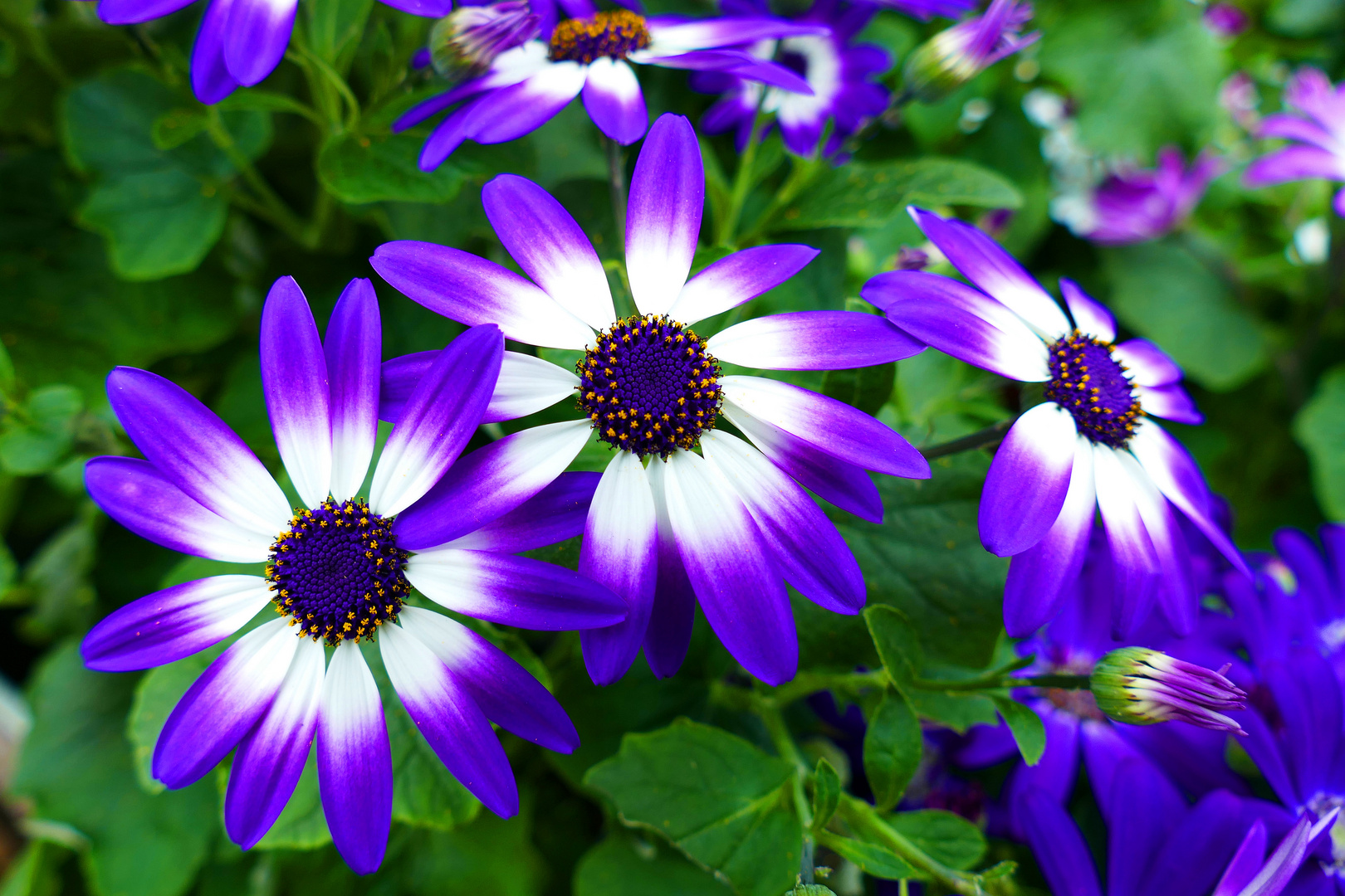 Pericallis