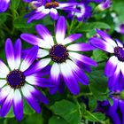 Pericallis