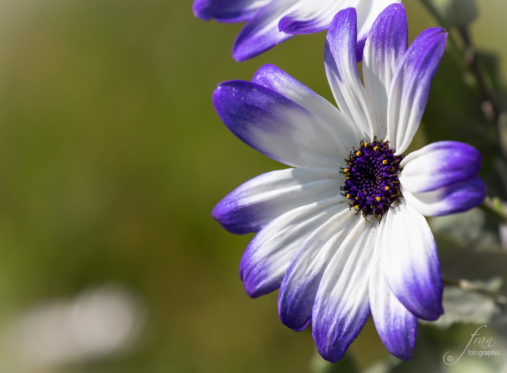 Pericallis (Garten-Zinerarie)