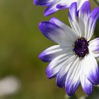 Pericallis (Garten-Zinerarie)