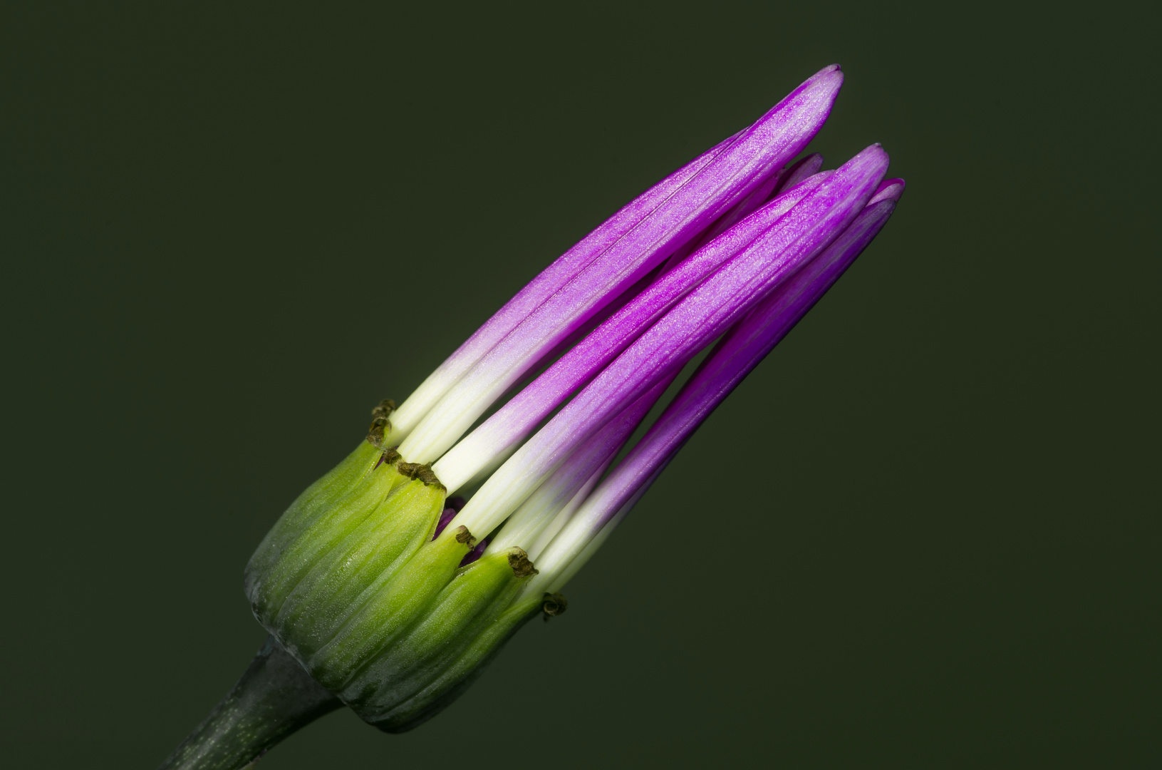 Pericallis "Senetti"