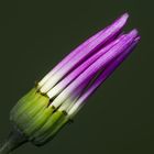 Pericallis "Senetti"