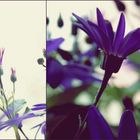 Pericallis senetti