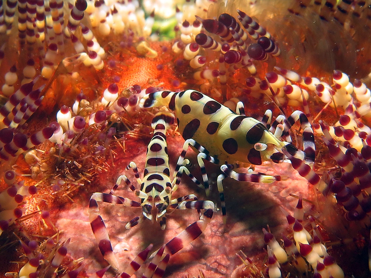 Periclemenes colmani - Anda-Bohol Philippinen 2016