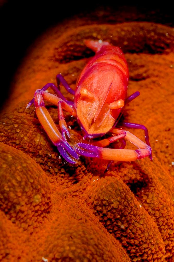 Periclemenses Imperator Shrimp