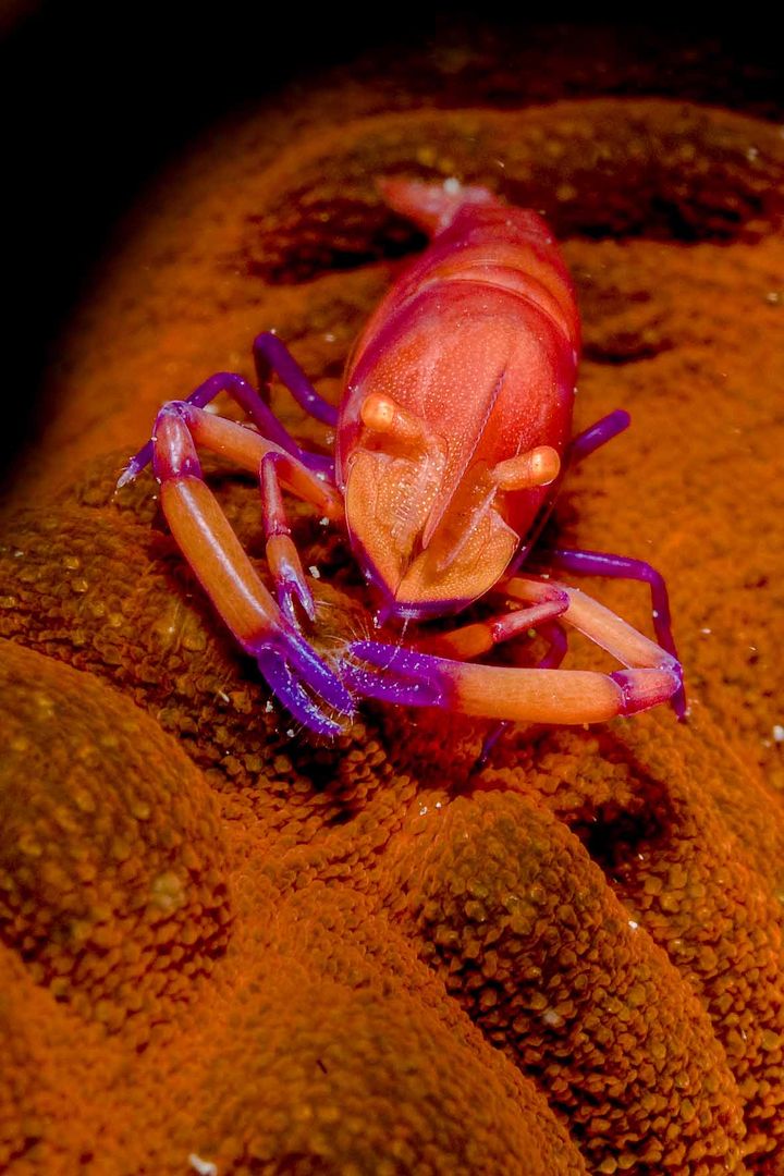 Periclemenses Imperator Shrimp