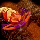 Periclemenses Imperator Shrimp II