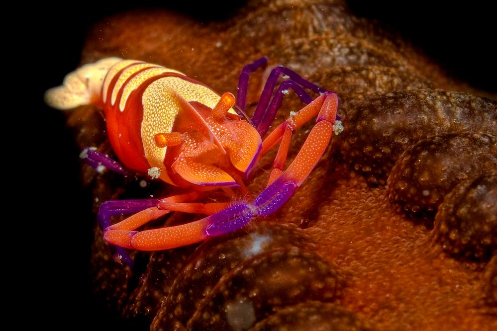 Periclemenses Imperator Shrimp II