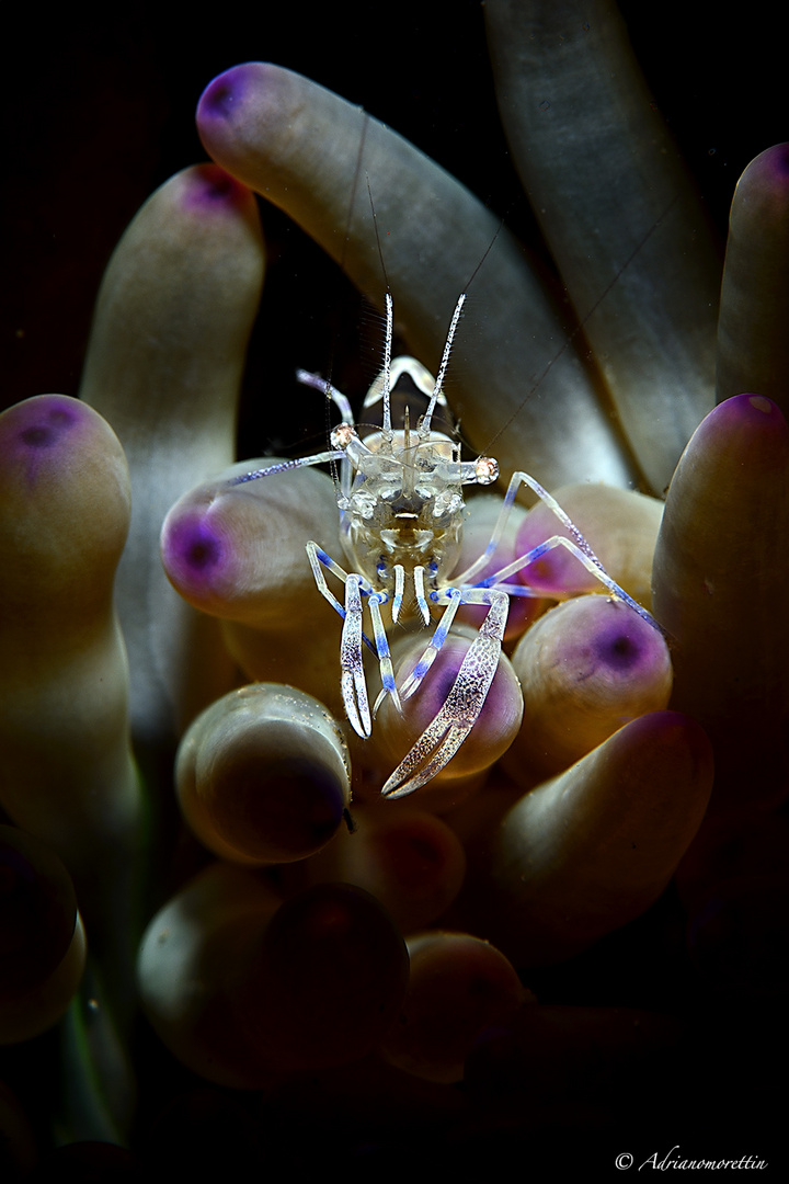 Periclimenes amethysteus