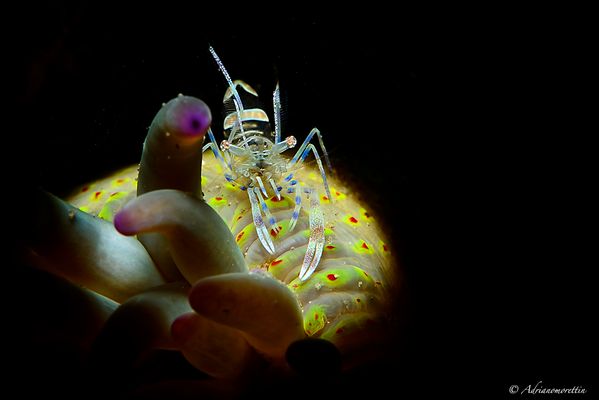 Periclimenes amethysteus