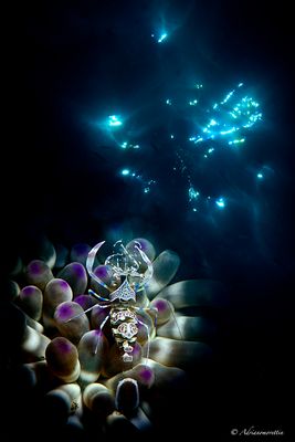 periclimenes amethysteus doppia esposizione