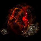 Periclimenes imperator on sea cucumber 