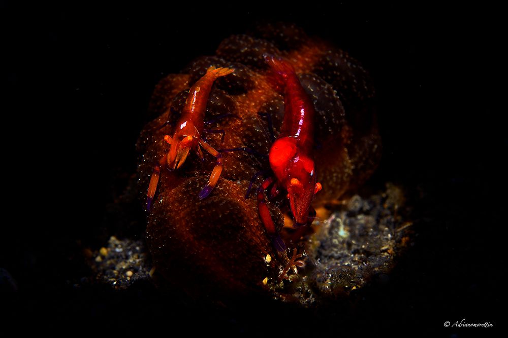 Periclimenes imperator on sea cucumber 