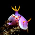 Periclimenes imperator su Hypselodoris apolegma 