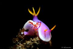 Periclimenes imperator su Hypselodoris apolegma 