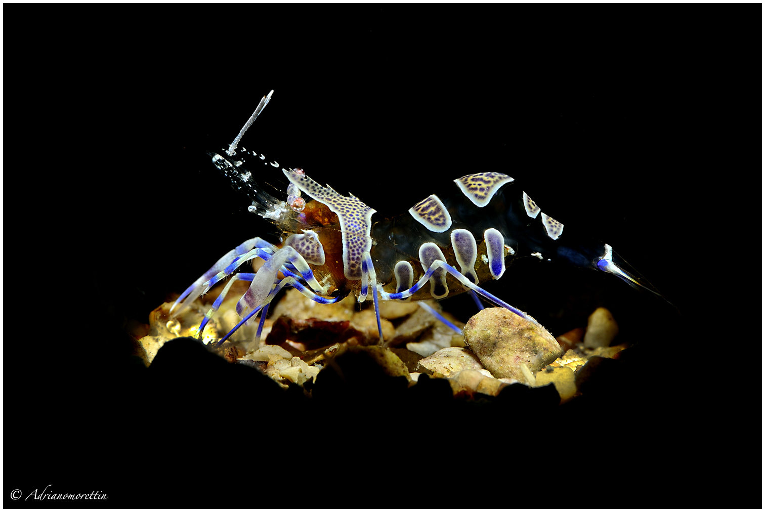 Periclimenes profile