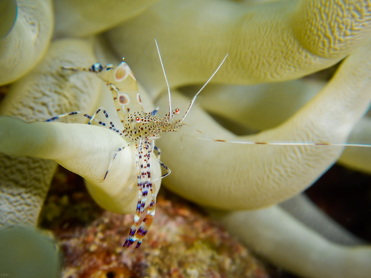 Periclimenes yucatanicus